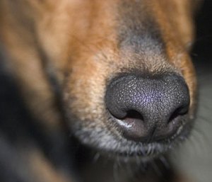 dog-nose1