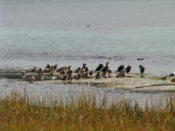 birds in lagoon re